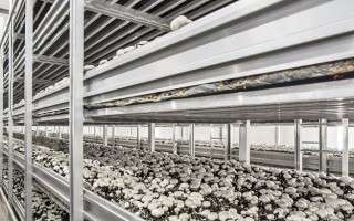 سود خالص 7 میلیون تومانی از پرورش قارچ در 70 روز