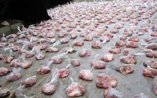 توزیع 300 کیلوگرم گوشت تازه بین خانواده‌های محروم نکا به مناسبت عید قربان
