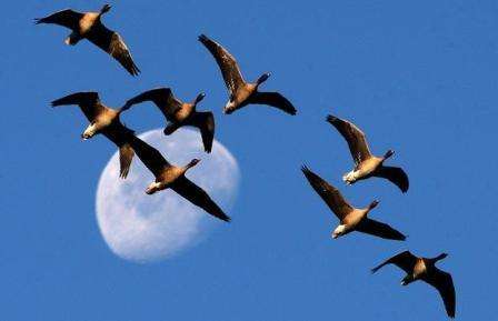 60 درصد پرندگان میانکاله مهاجرت کردند/ بی‌قراری سفر عاملی که موجب مهاجرت پرندگان می‌شود