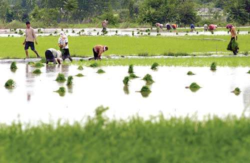«برنج» محصولی استراتژیک و نیازمند حمایت مسؤولان/ مازندرانی‌ها با رنج برنج را نگه می‌دارند