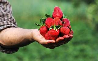 «بهنمیر» قطب تولید توت‌فرنگی در کشور
