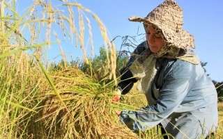 کابوس واردات برنج‌های خارجی در فصل برداشت محصول
