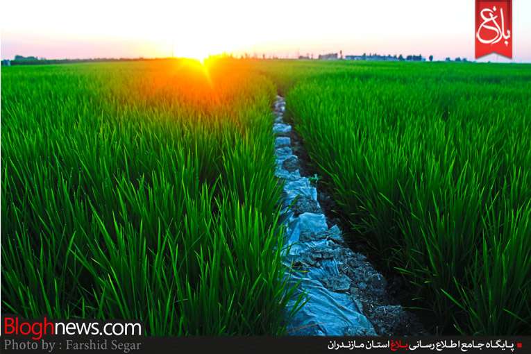 کشت برنج دوم در مازندران