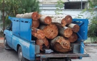 دستگیری اعضای باند قاچاق چوب در آمل/ کشف‌ و ضبط 8 تن چوب جنگلی قاچاق از متهمان