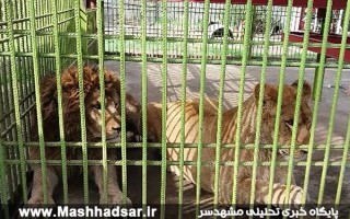 وضعیت نامناسب مکانی و تغذیه‌ای حیوانات در باغ وحش بابلسر/ مسئولان تصمیم بگیرند؛ حمایت یا برخورد؟