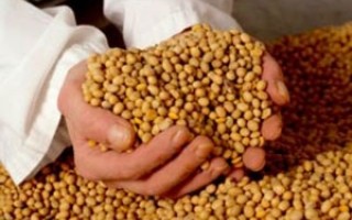 پرداخت  97 درصد از مطالبات سویاکاران مازندران/ خرید توافقی برنج به 162 تن رسید