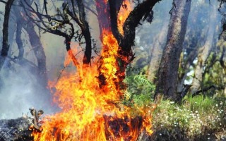 گردشگران از روشن کردن آتش در مناطق جنگلی خودداری کنند