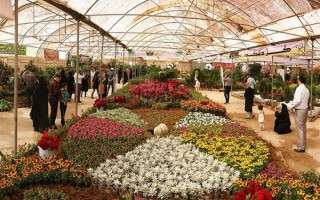تولید سالانه 400 میلیون گل‌وگیاه در مازندران/ سهم صادرات گل از استان کمتر از یک درصد است