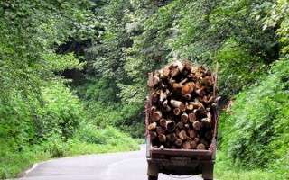 قاچاق چوب؛ هیزمی برای سوزاندن ریه‌های زمین