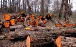 جنگل‌خواری در غرب مازندران در روز روشن/ انتقال درختان قطع‌شده به مکان نامعلوم+ فیلم