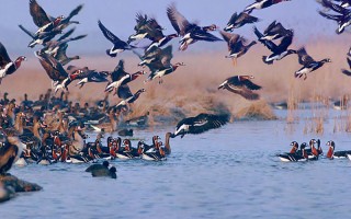 عدم ثبت گزارش آلودگی پرندگان مهاجر/کمبود واکسن نداریم اما گران است/آخرین وضعیت کشتارگاه در سوادکوه و شرق مازندران