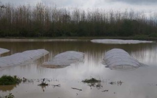 خسارت 3 هزار و ۵۰۰ هکتار از خزانه‌های برنج در فریدونکنار