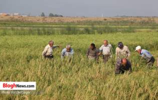 کلیپ | روزهای پر رنج برداشت برنج در شرق مازندران  