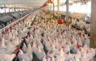 تولید مرغ در کشور افزایش یافت