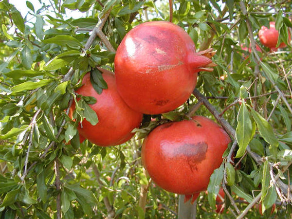 بیش از ۱۰ رقم انار؛ مزیت رقابتی باغداران گلوگاهی
