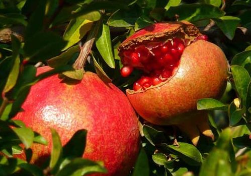 بیش از ۱۰ رقم انار؛ مزیت رقابتی باغداران گلوگاهی