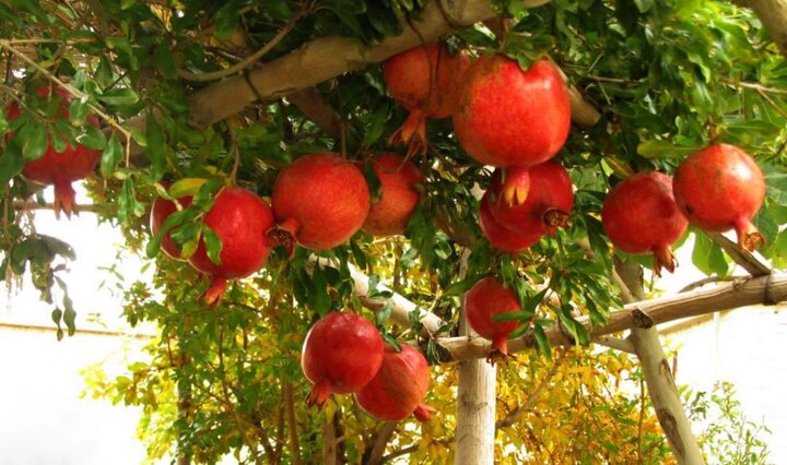 بیش از ۱۰ رقم انار؛ مزیت رقابتی باغداران گلوگاهی