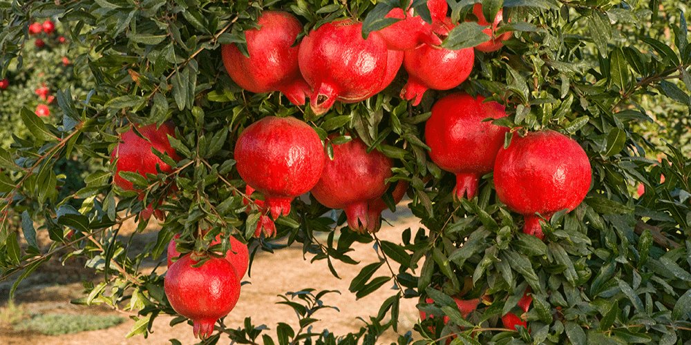 بیش از ۱۰ رقم انار؛ مزیت رقابتی باغداران گلوگاهی